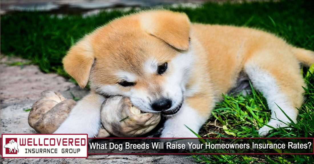 What Dog Breeds Will Raise Your Homeowners Insurance Rates?