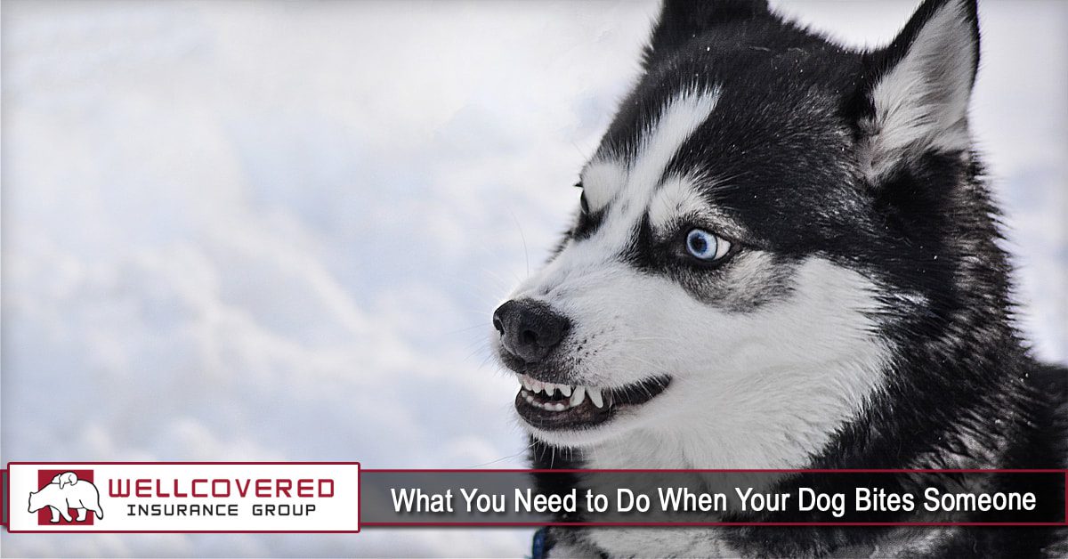 What You Need to Do When Your Dog Bites Someone